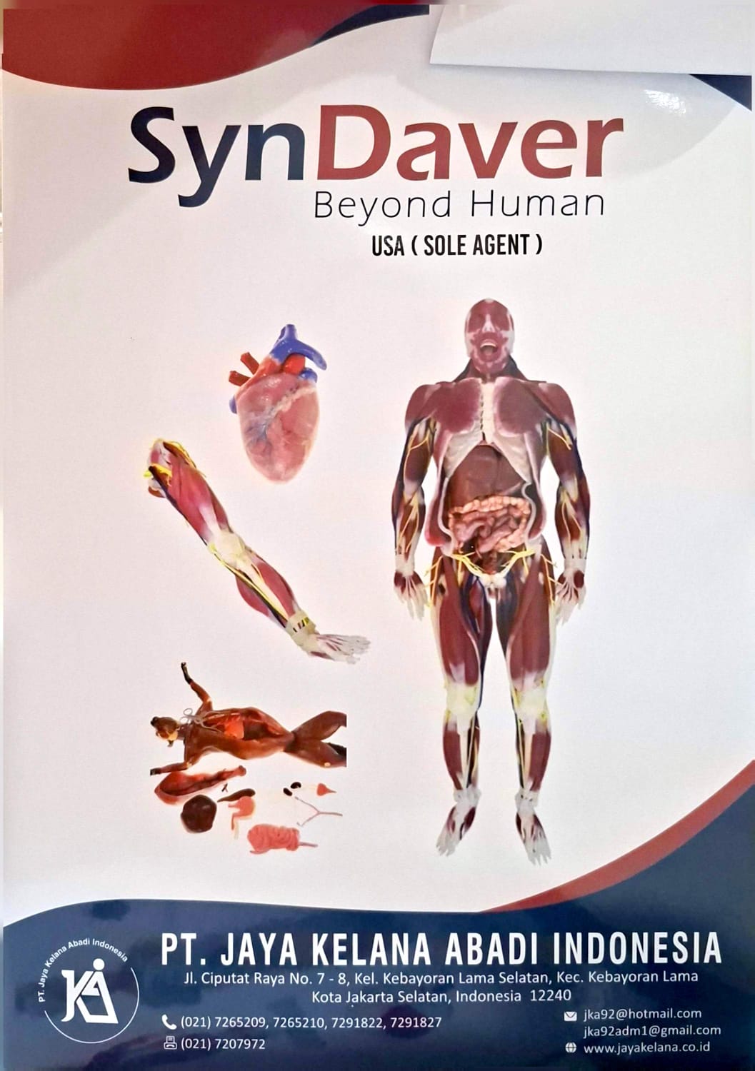 SynDaver Beyond Human